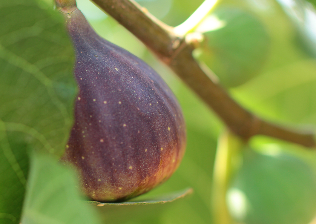 Black Figs