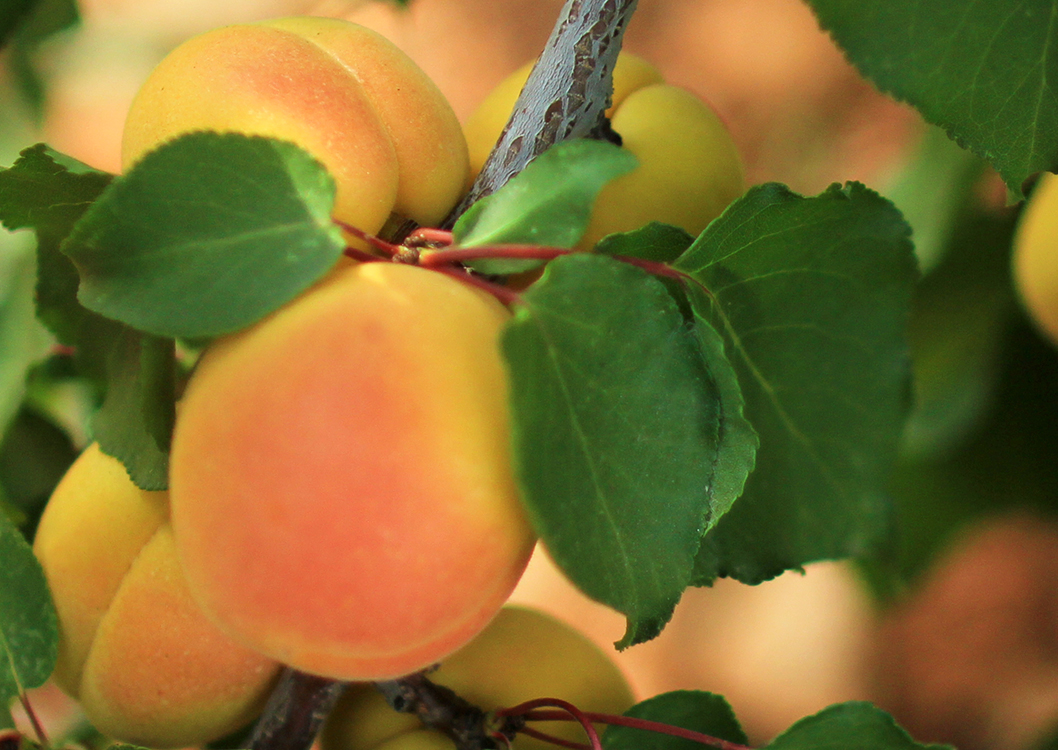 Sugar Apricots