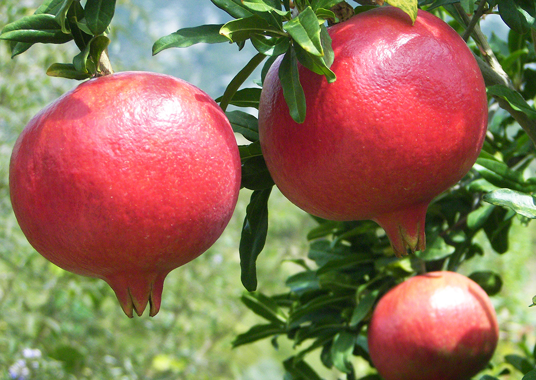 Pomegranates