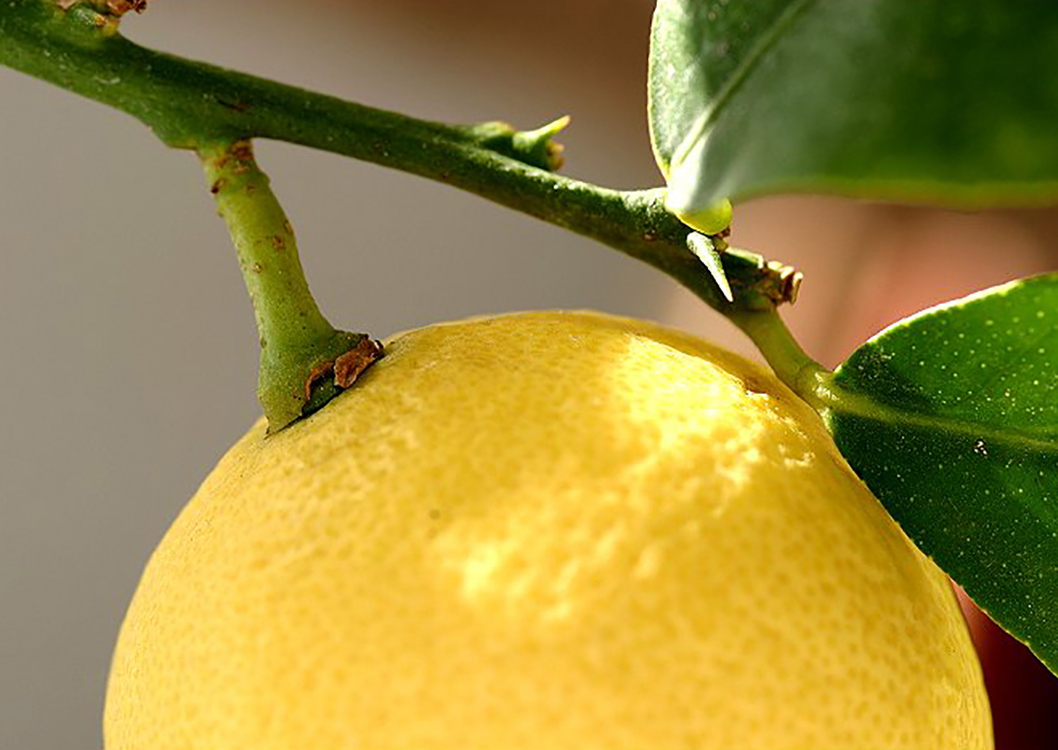 Lemons