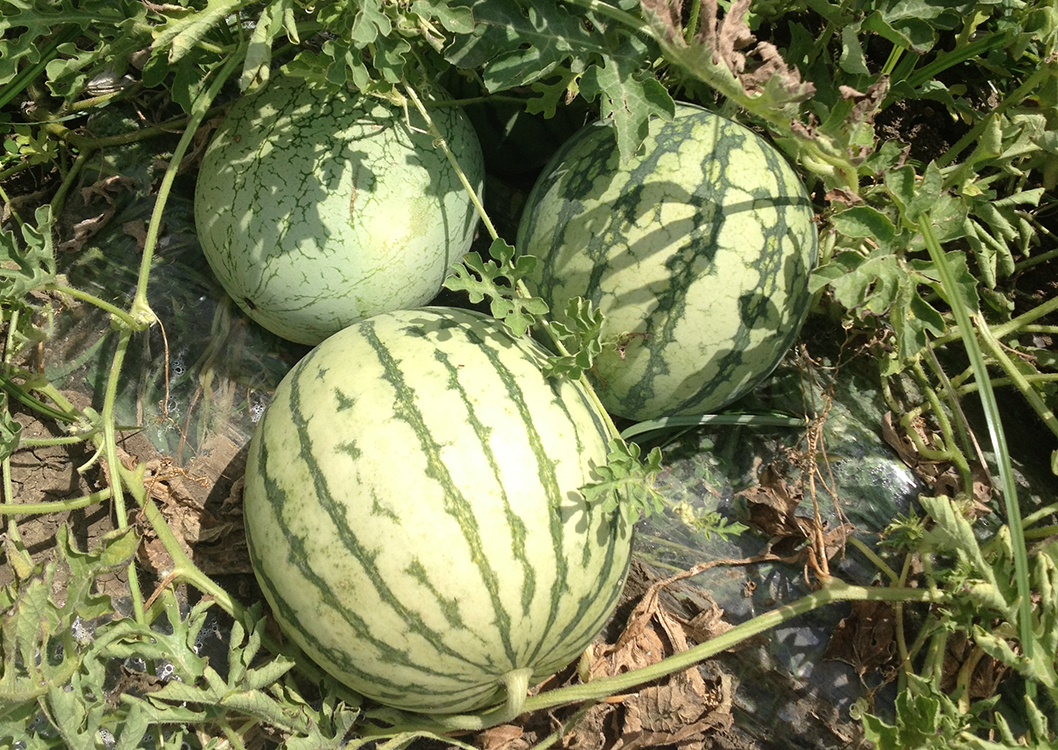 Mini Watermelons
